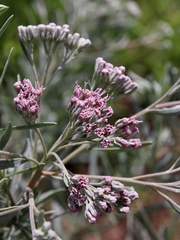 Disynaphia spathulata