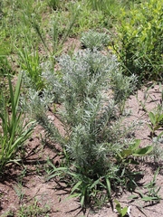 Disynaphia spathulata