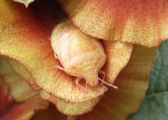 Humria bimaculicollis