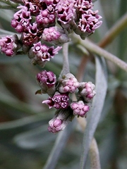 Disynaphia spathulata