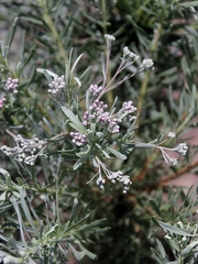 Disynaphia spathulata