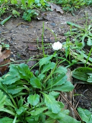 Bellis sylvestris