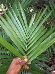 Archontophoenix cunninghamiana