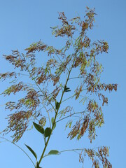 Desmodium leiocarpum