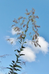 Desmodium leiocarpum