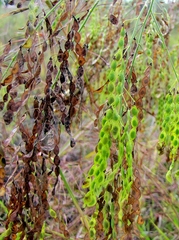 Desmodium leiocarpum
