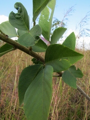 Desmodium leiocarpum