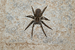 Centroctenus brevipes