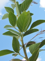 Desmodium leiocarpum