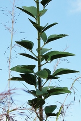 Desmodium leiocarpum