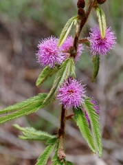 Mimosa xanthocentra