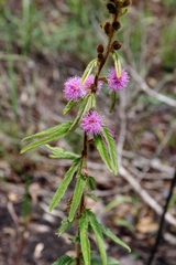 Mimosa xanthocentra
