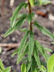 Mimosa xanthocentra