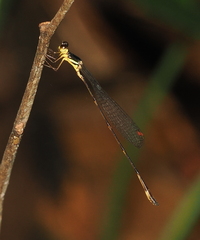 Drepanosticta actaeon