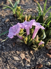 Ipomoea hirsutissima