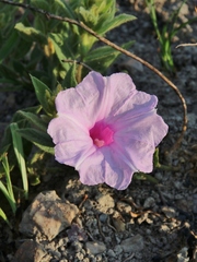 Ipomoea hirsutissima