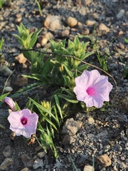 Ipomoea hirsutissima
