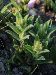 Ipomoea hirsutissima