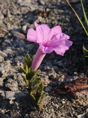 Ipomoea hirsutissima