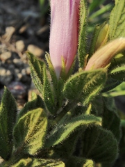 Ipomoea hirsutissima