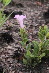 Ipomoea hirsutissima