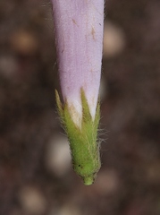 Ipomoea hirsutissima