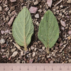 Ipomoea hirsutissima