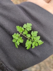 Chaerophyllum temulum