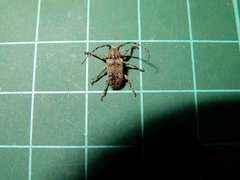 Prosoplus bankii