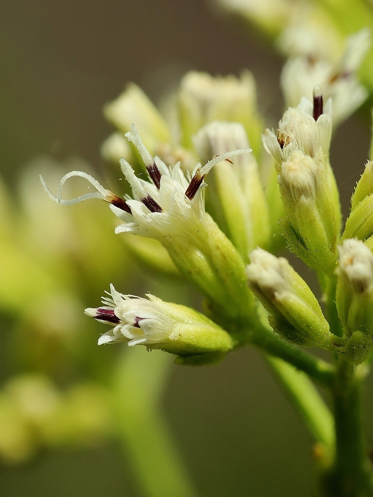 Mikania officinalis