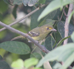 Vireo pallens