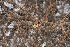 Carduelis carduelis
