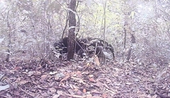 Myrmecophaga tridactyla