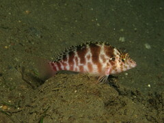 Cirrhitichthys aprinus