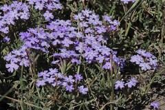 Glandularia tenera