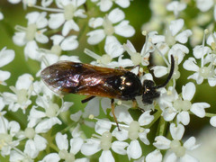Arge melanochra