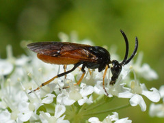 Arge melanochra