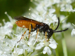 Arge melanochra