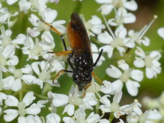 Arge melanochra
