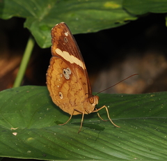 Xanthotaenia busiris