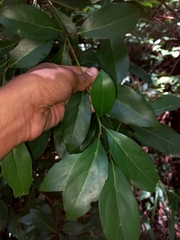 Cryptocarya triplinervis