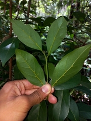 Cryptocarya triplinervis