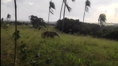 Myrmecophaga tridactyla