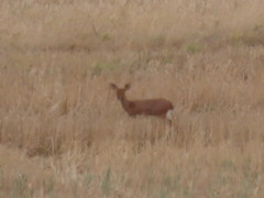 Raphicerus campestris campestris