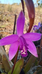 Cattleya caulescens