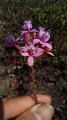 Epidendrum