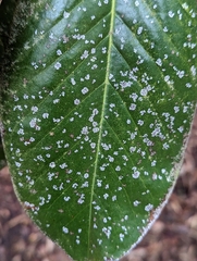 Cephaleuros virescens