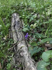 Viola inconspicua nagasakiensis
