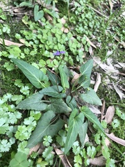 Viola inconspicua nagasakiensis