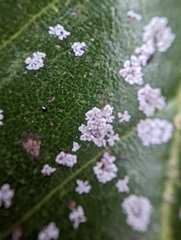 Cephaleuros virescens